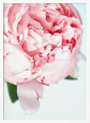 Blush peony VII Poster