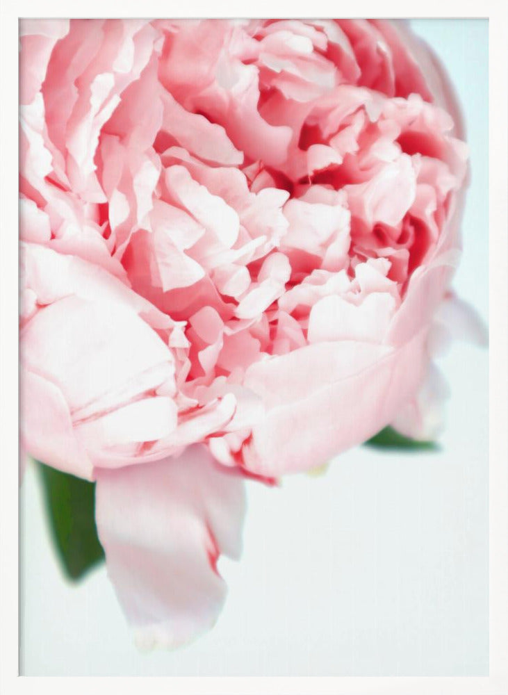 Blush peony VII Poster