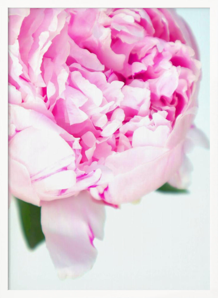 Pink peony VII Poster