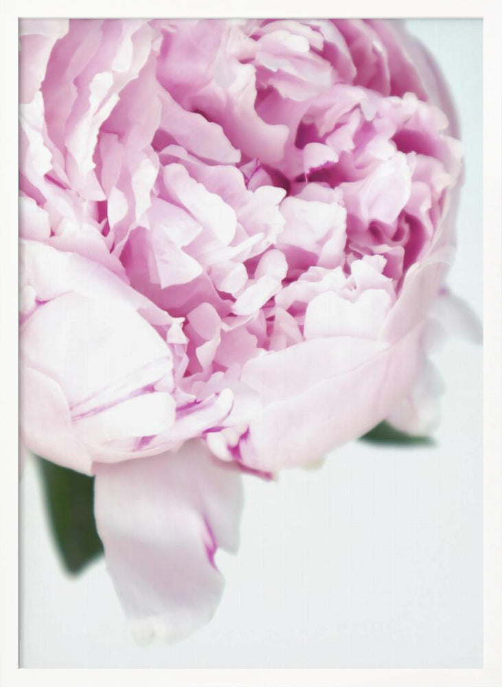 Subdued peony VII Poster