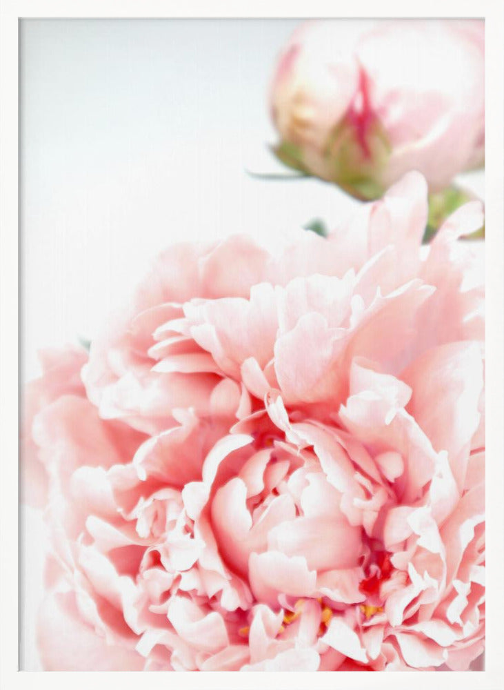 Blush peony IX Poster