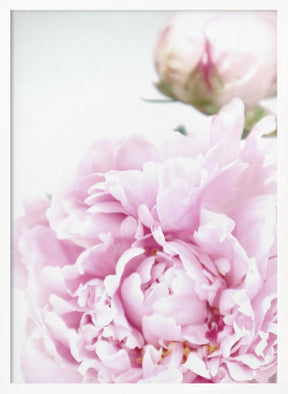 Subdued peony IX Poster