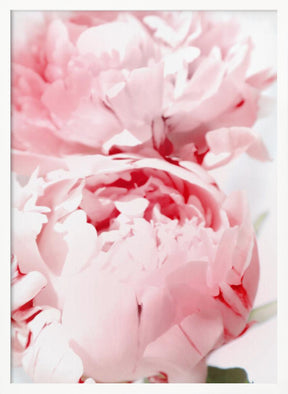 Bllush peony X Poster