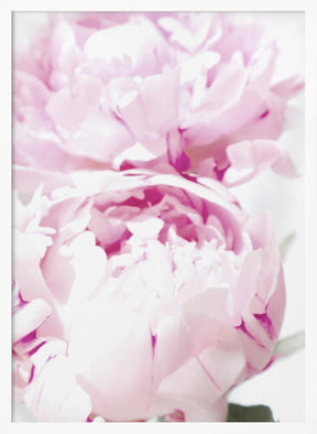 Subdued peony X Poster