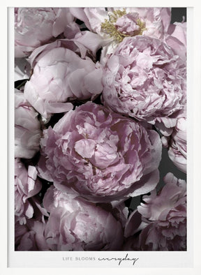 Life blooms everyday peonies Poster