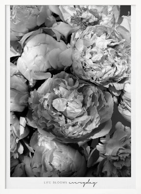 Life blooms everyday peonies bw Poster