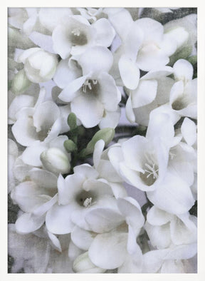 Distressed freesias V Poster