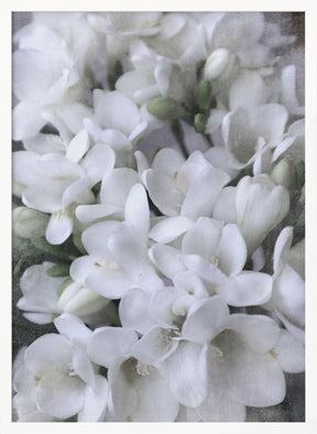 Distressed freesias IV Poster