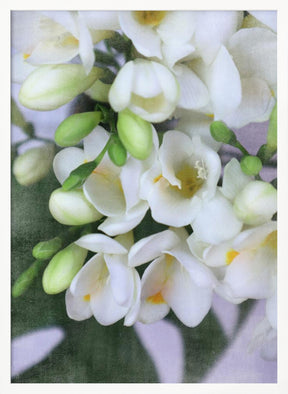 Distressed freesias I Poster