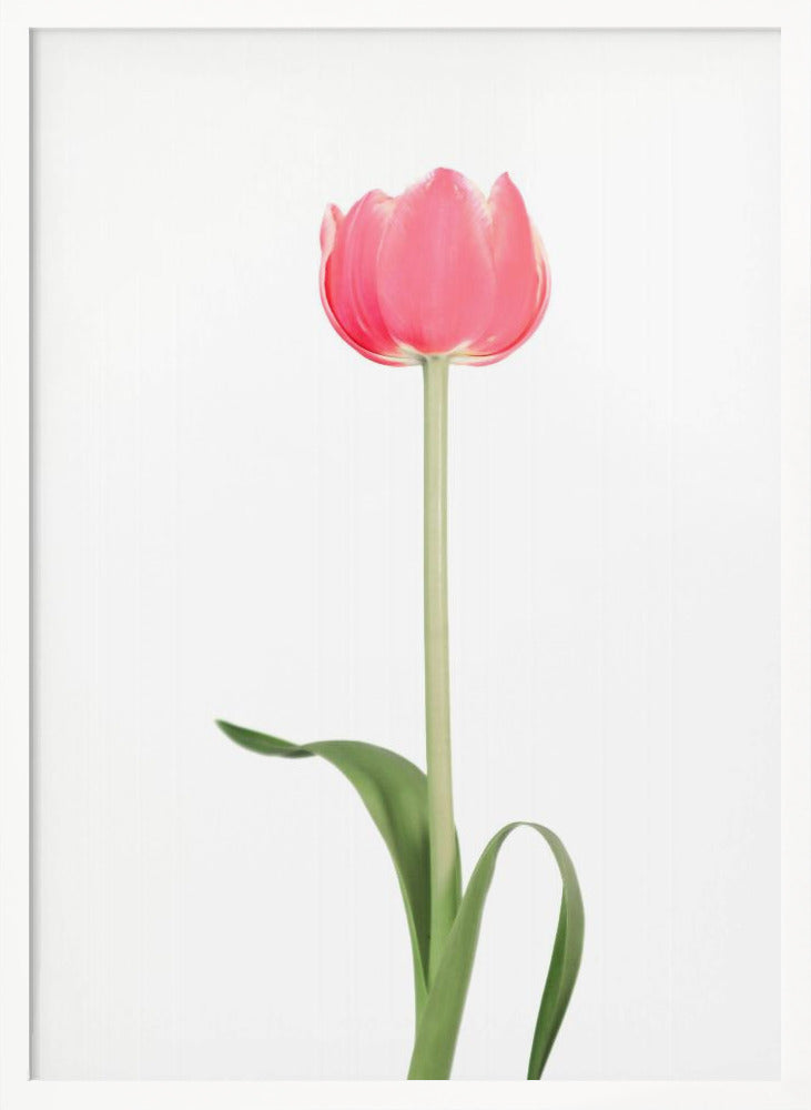 Pink tulip Poster