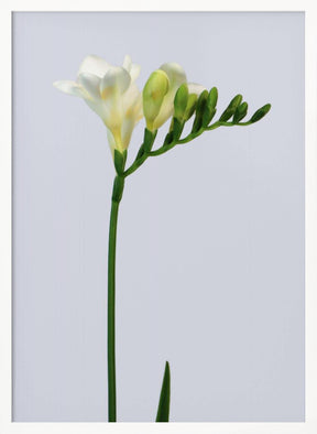 White freesia Poster