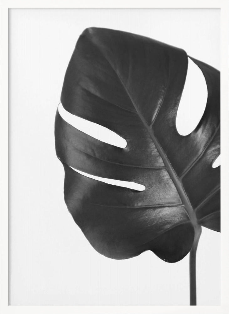 Gray monstera leaf Poster