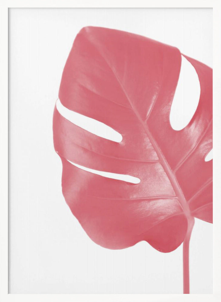 Pink monstera leaf Poster