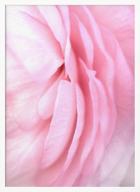 Soft pink petals Poster