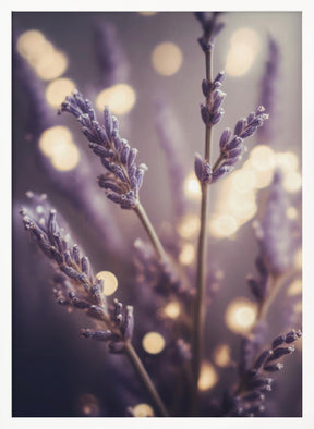 Lavender Detail Poster