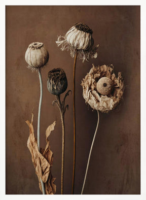 Three Dry Flowers Poster