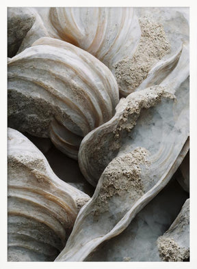 Sea Shells Detail No 1 Poster