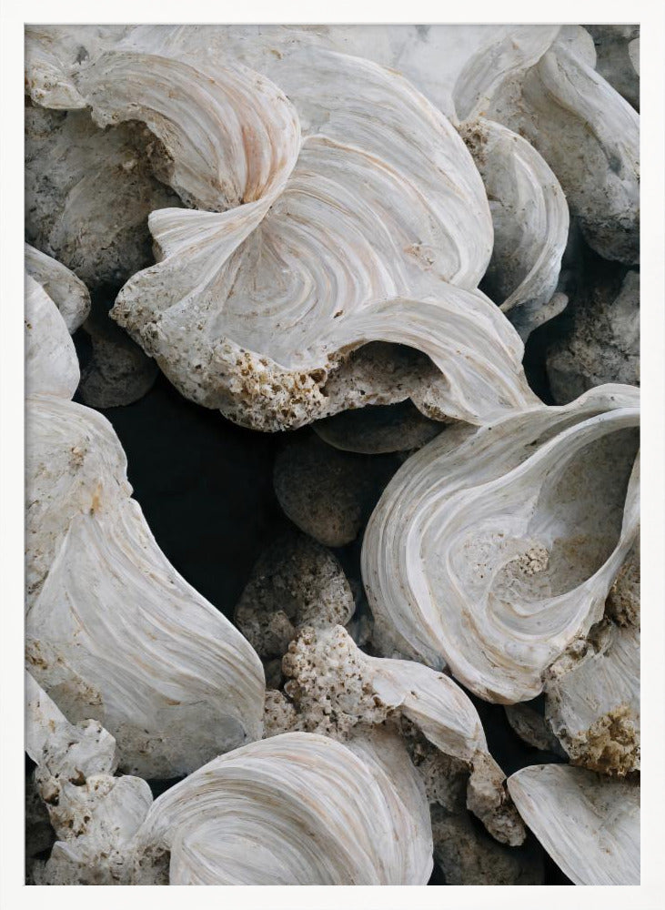 Sea Shells Detail No 2 Poster