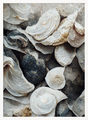 Sea Shells Detail No 4 Poster