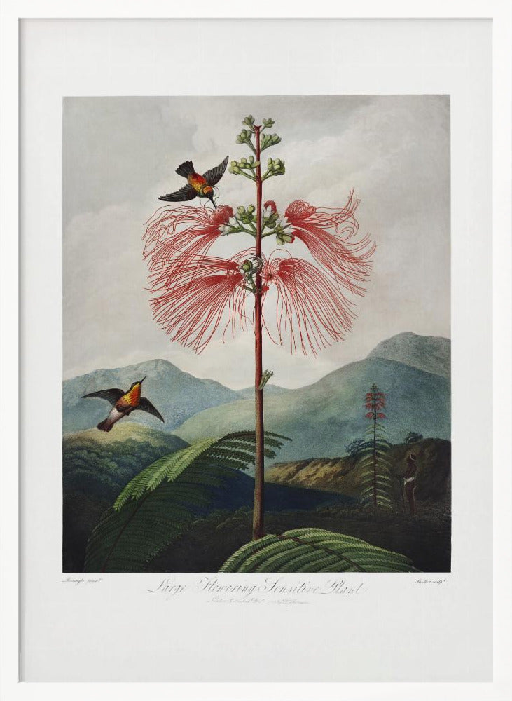 Large–Flowering Sensitive Plant from The Temple of Flora (1807) Poster