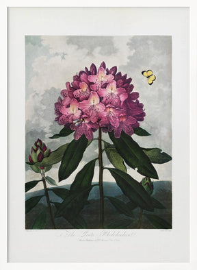 The Pontic Rhododendron from The Temple of Flora (1807) Poster