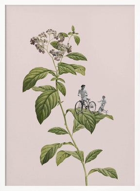 Botanical cycling Poster