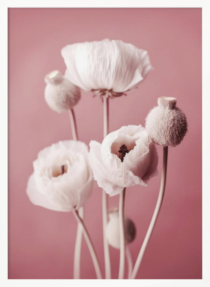 White Poppy On Pink Background Poster