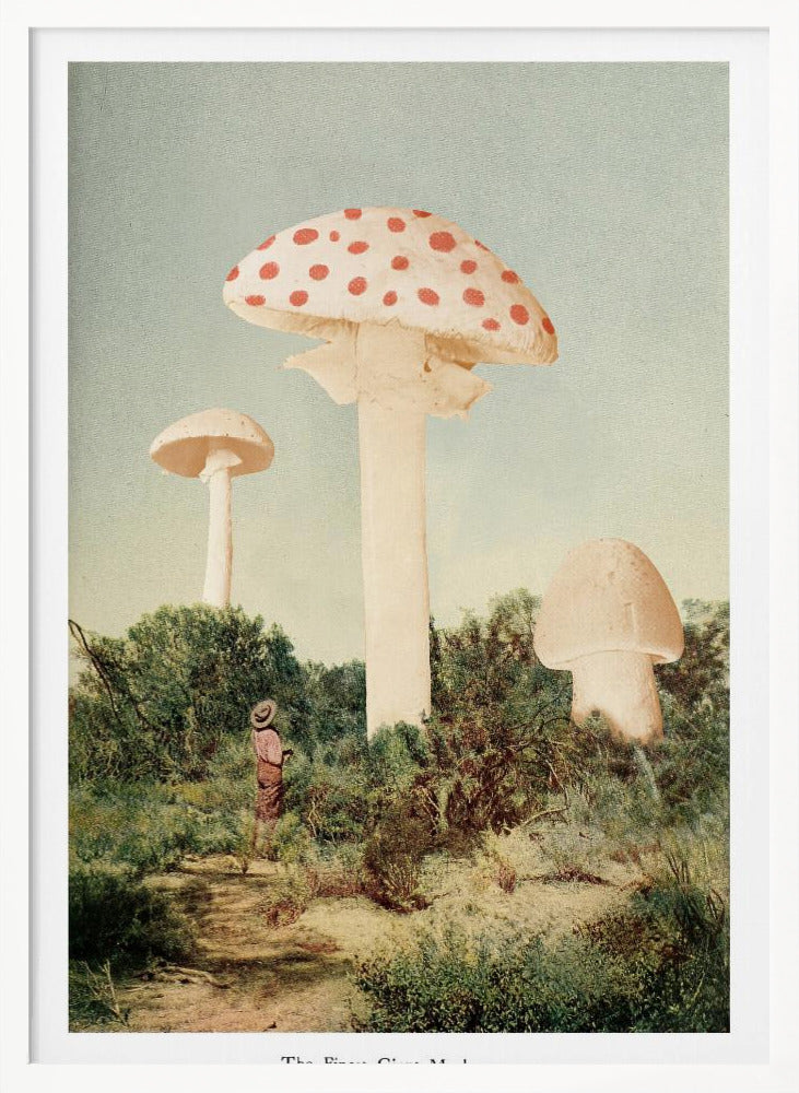 The Finest Giant Mushroom Poster