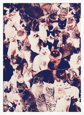 Cats Forever Poster