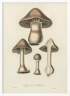 Agaricus Bulbosus Illustration. Medical Botany 1836 Poster