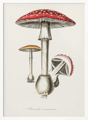 Amanita Muscaria Illustration. Medical Botany 1836 Poster