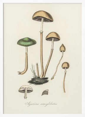 Agaricus Semiglobatus Poster