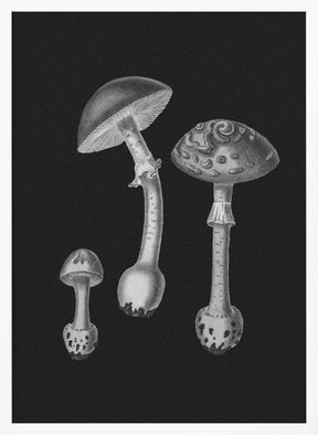 Amanita Muscaria  Black Backgound BW Poster