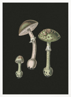 Amanita Muscaria Dark Background Poster