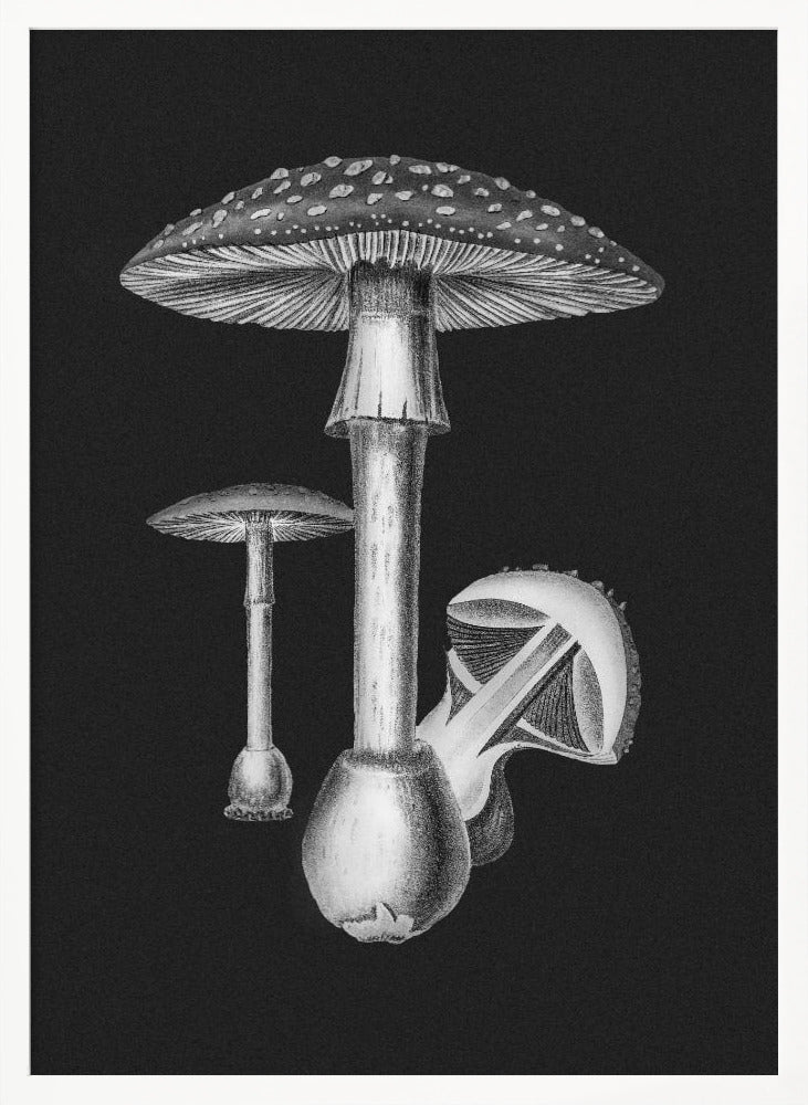 Amanita Muscaria Dark Background BW Poster