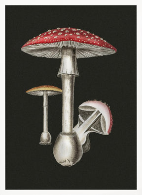 Amanita Muscaria Dark Background Poster