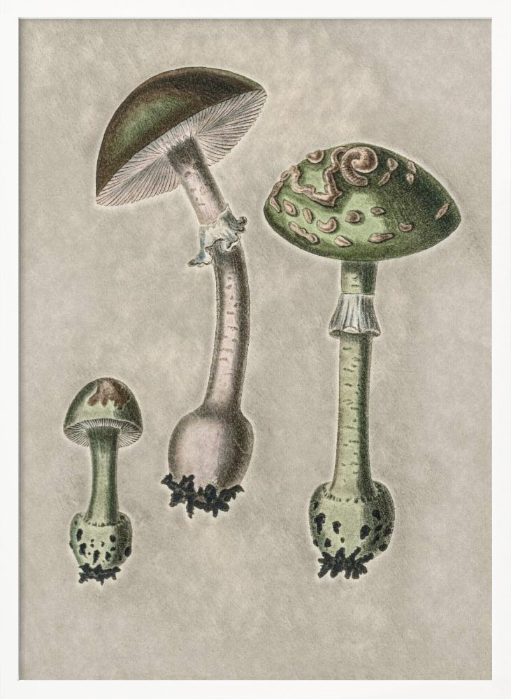 Amanita Muscaria Remix Green Poster