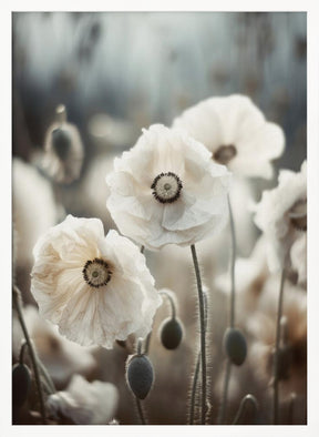 White Poppy Field No 1 Poster