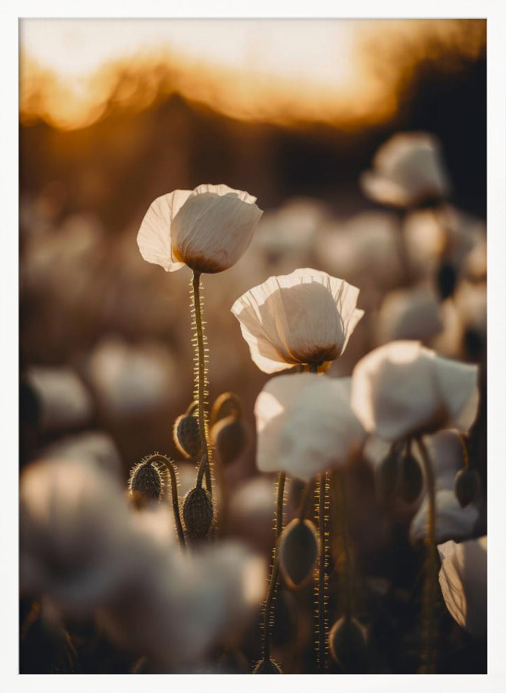 White Poppy Field No 2 Poster