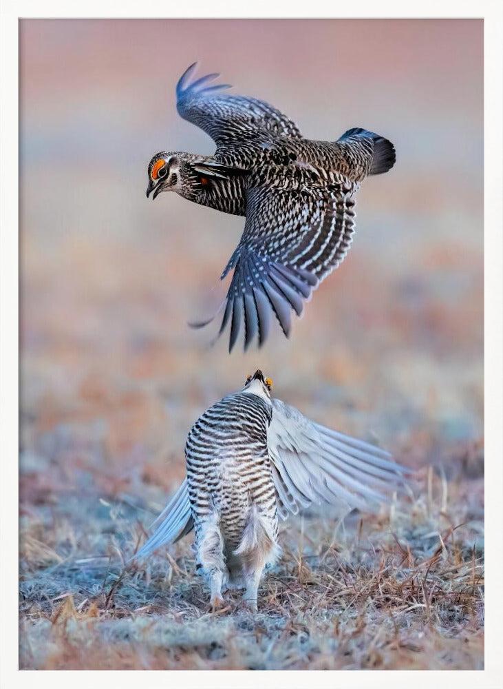 Greater Prairie Chicken Poster