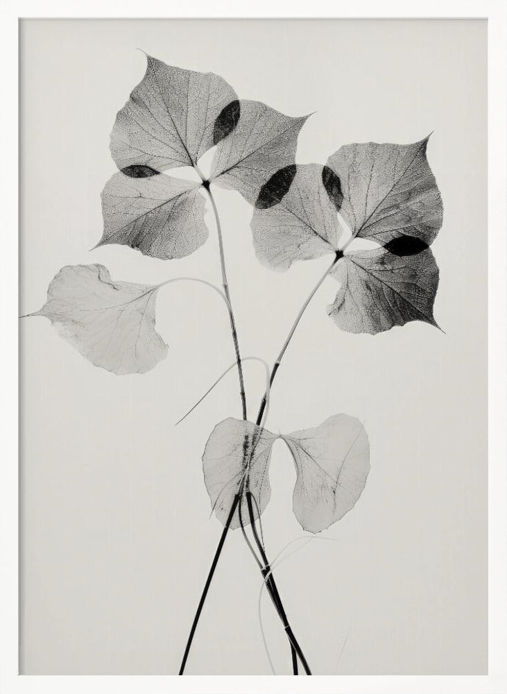 Transparent Botanic No 2 Poster