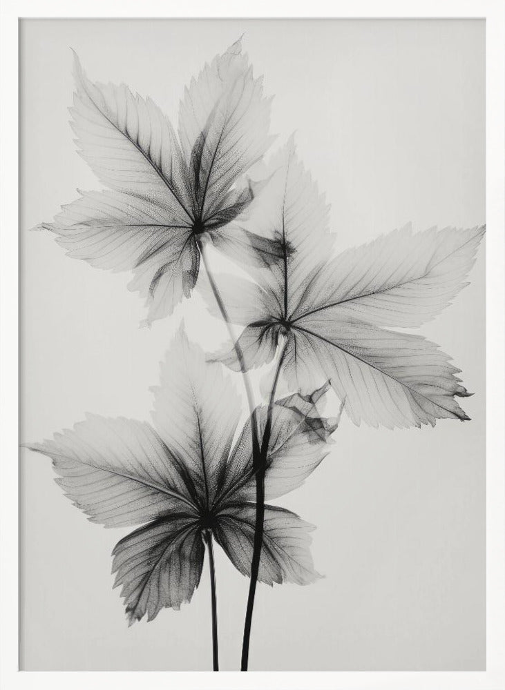 Transparent Botanic No 5 Poster