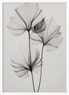 Transparent Botanic No 3 Poster