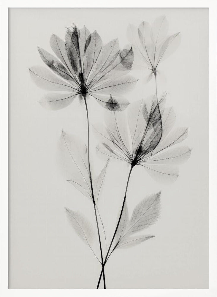 Transparent Botanic No 4 Poster