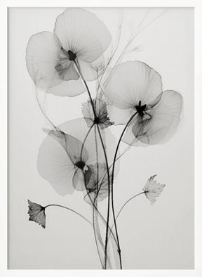 Transparent Botanic No1 Poster