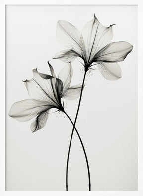 Transparent Botanic No 6 Poster