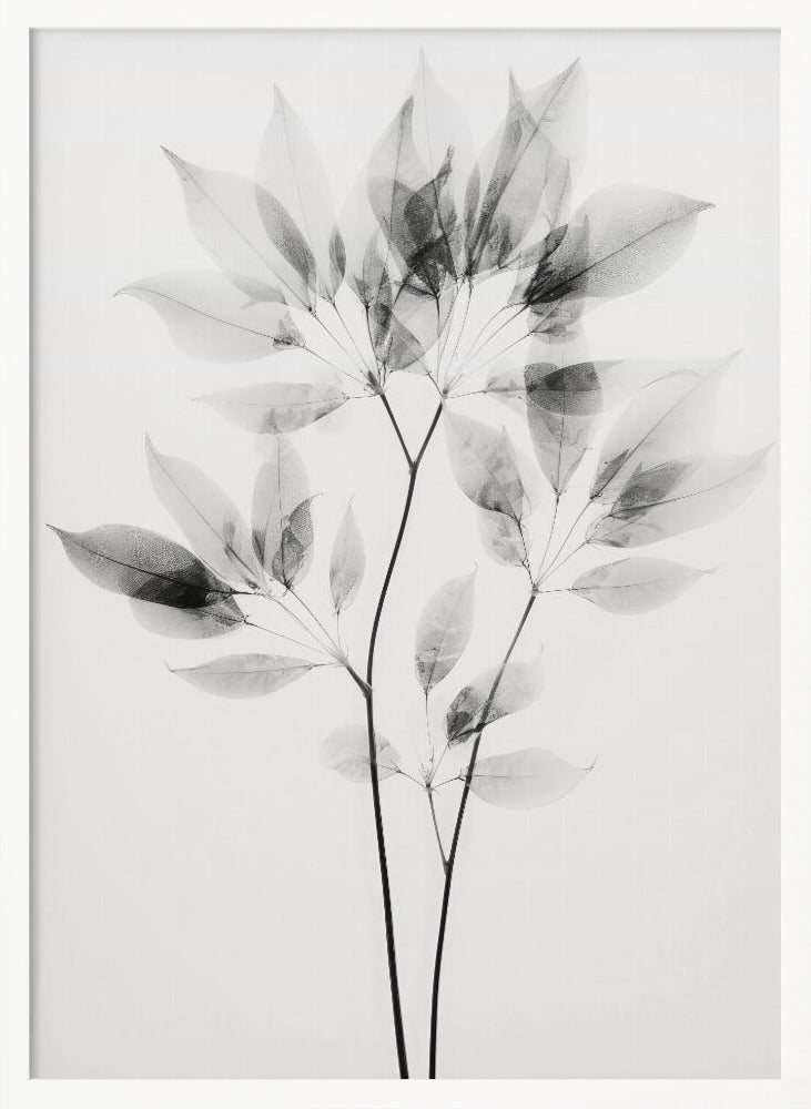 Transparent Botanic No 8 Poster