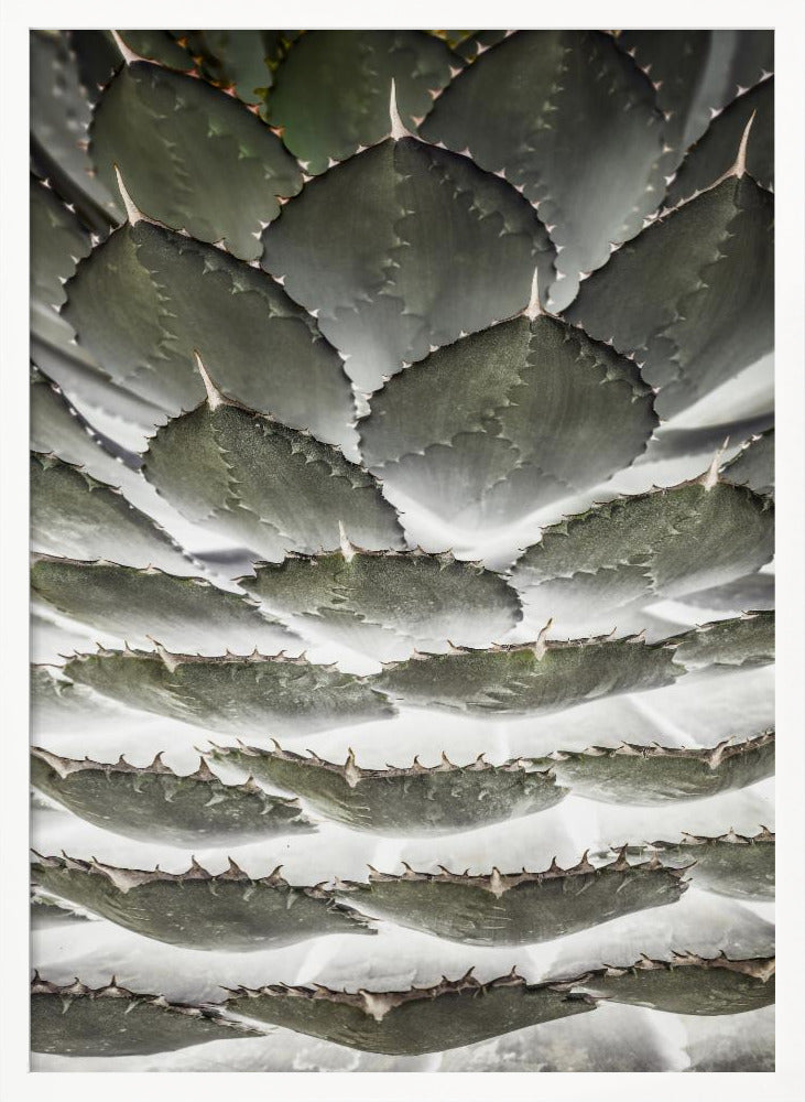 Agave Layers Poster