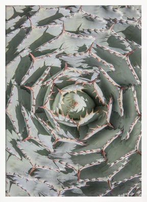 Agave Poster