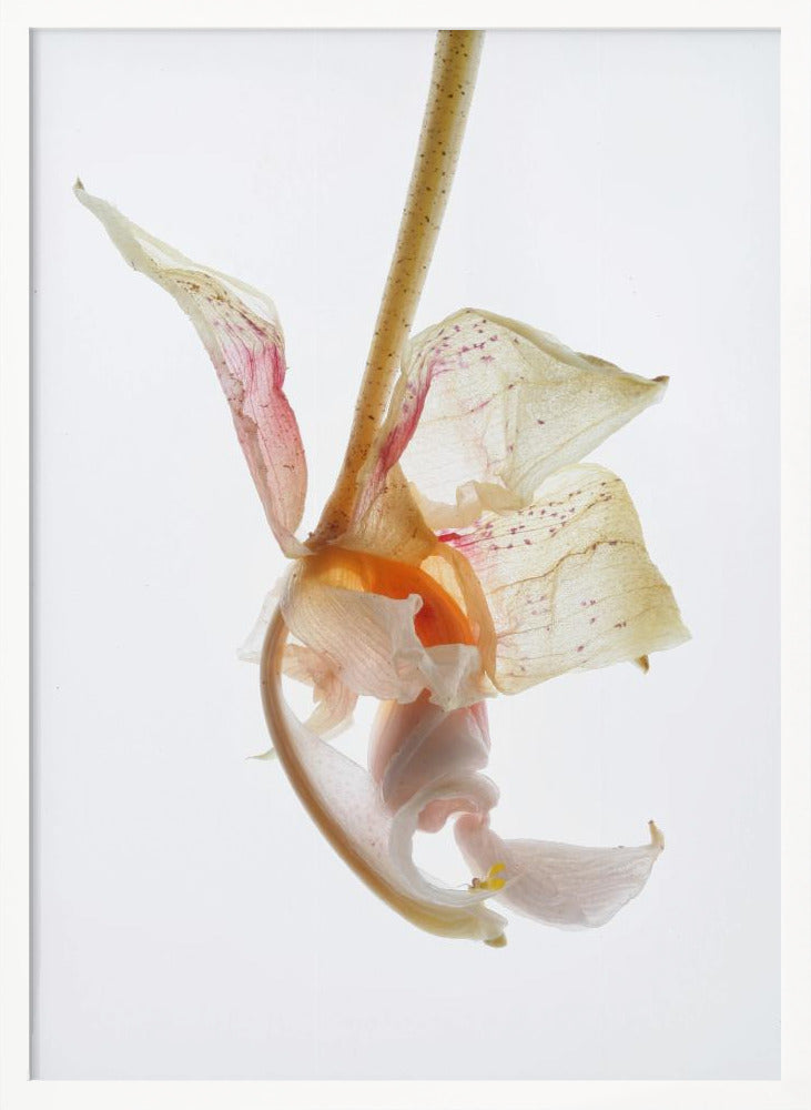 Arch Angle No2 Poster